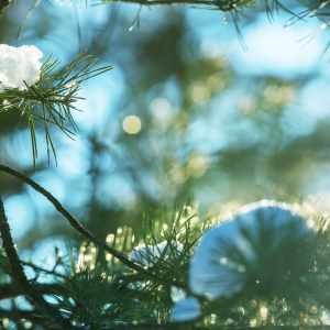 Tannenduft & Atemfluss