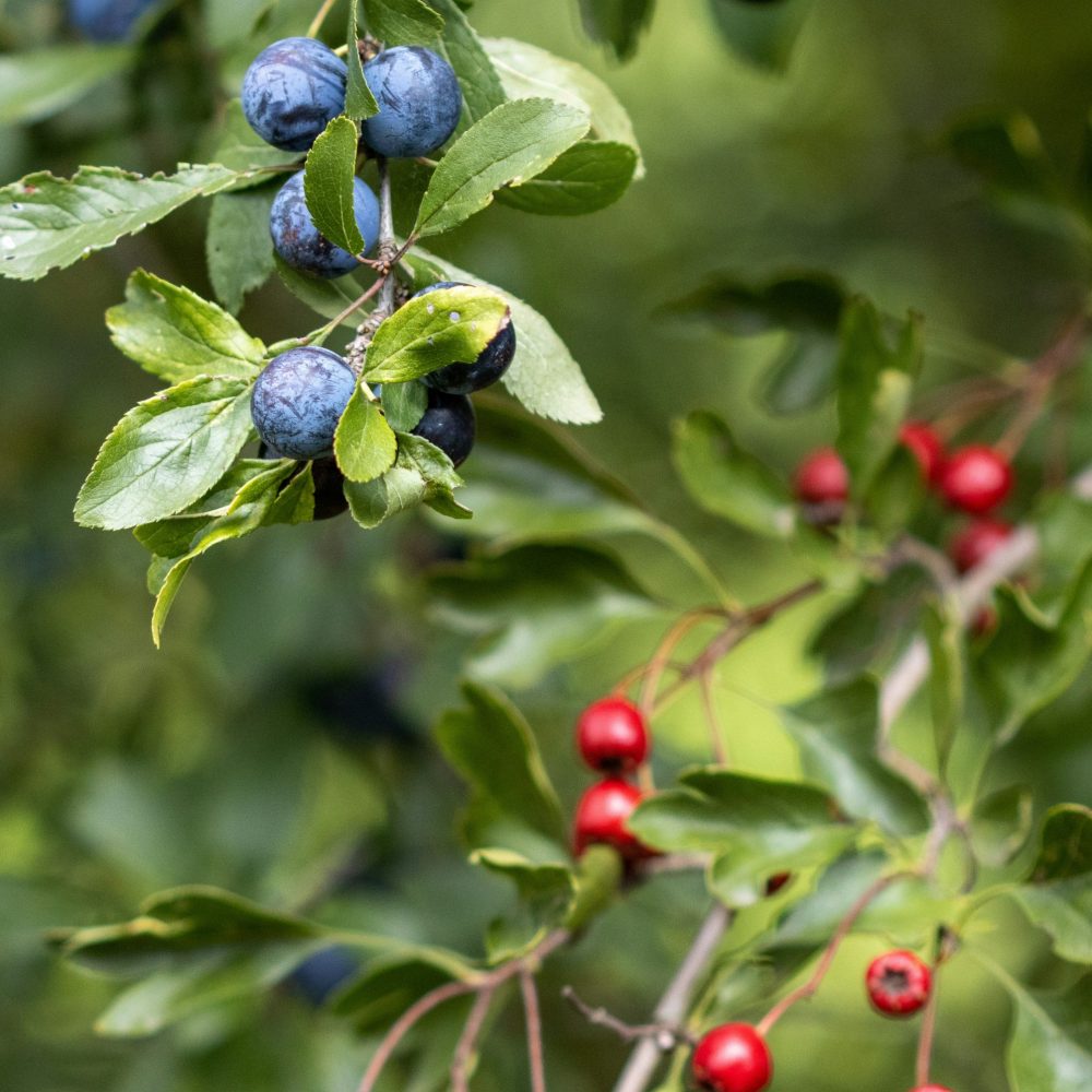 wildbeeren_1 wildbeeren_1
